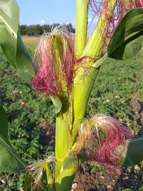 Free Images : green, corn, flower, terrestrial plant, botany, leaf ...