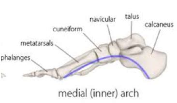 The Medial Longitudinal Arch Of The Foot - The Islander Magazine