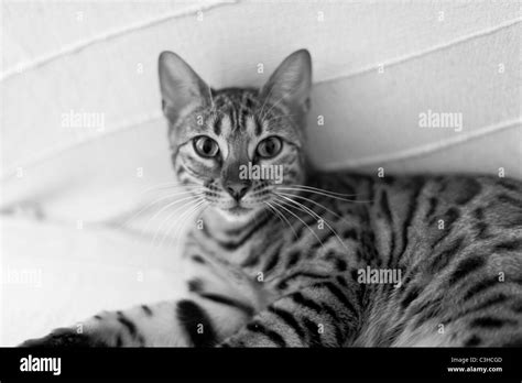 Black And White Bengal Cat - Cat's Blog