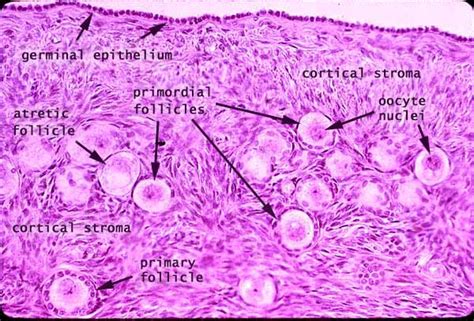 Histology at SIU