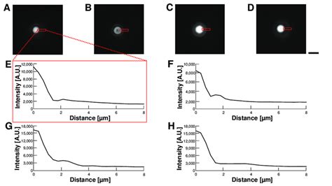 Comparision of permeability of empty alginate microcapsules in various ...