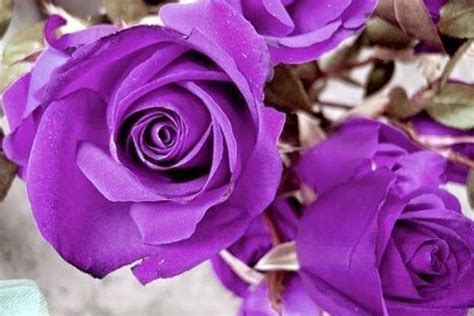 10 Gambar Bunga Warna Purple/Ungu/Violet | Gambar Top 10