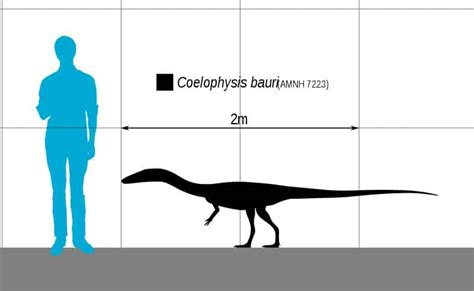 Coelophysis - The Ancient Predator from the Late Triassic