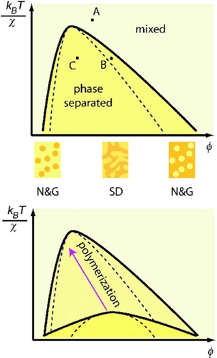 (Top) Schematic phase diagram of a polymer solution, as a function of ...