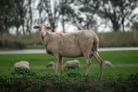 Katahdin Sheep Photos, Download The BEST Free Katahdin Sheep Stock ...