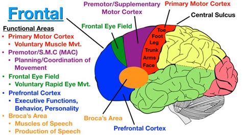 Image: Broca’s area (orange) is usually located in the dominant ...