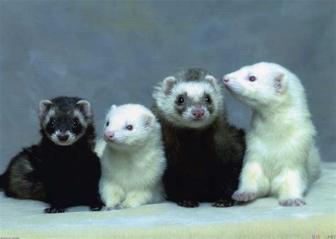 Ferret Wallpapers - Wallpaper Cave