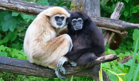 Lar Gibbon | The Animal Facts | Appearance, Diet, Habitat, Lifespan