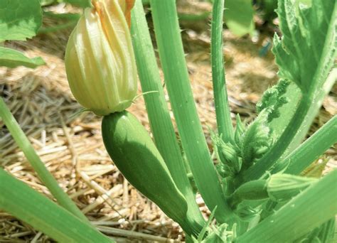 Zucchini Flowers | The Birds and Bees, Plant Anatomy and How it Works ...