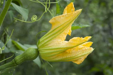 Why Are Female Pumpkin Flowers Dying Before Opening? - Farmer Grows