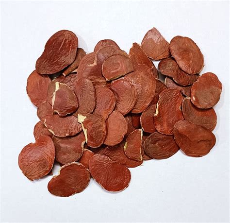 Palas Beej / Butea Monosperma Seeds / Palash Seeds / Bilas Papda / Tesu ...