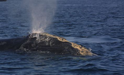 How can we help the right whale avoid extinction?