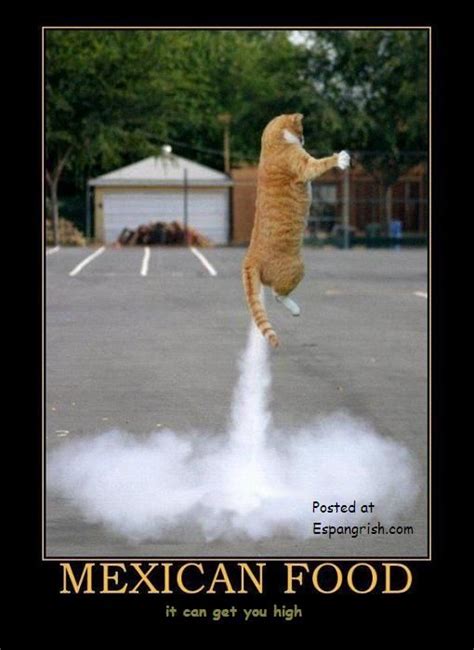 Funny Cats Farting | Funny cat photos, Funny animal pictures, Funny cat ...