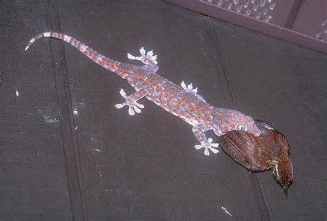 Tokay Gecko Facts and Pictures