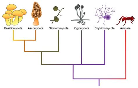 Classifications of Fungi | OpenStax Biology 2e