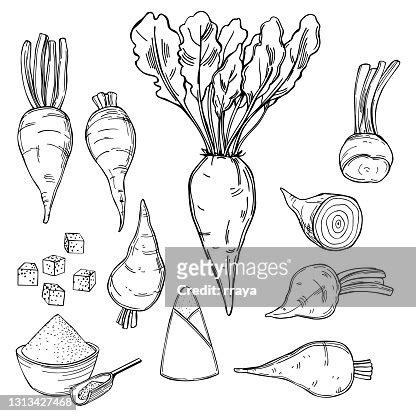 Sugar Beet Vector Illustration High-Res Vector Graphic - Getty Images