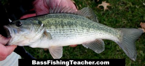 Spotted Bass Fishing - Bass Fishing Teacher