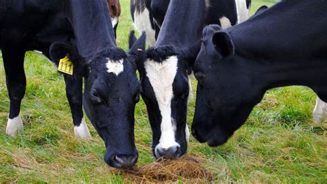 The cows that could help fight climate change - BBC Future