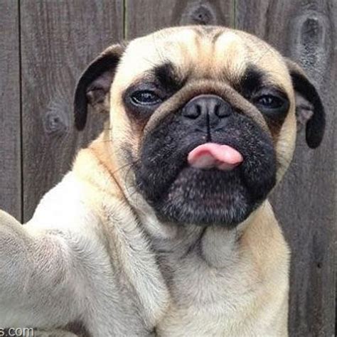 25 fotos de perros que te harán reír