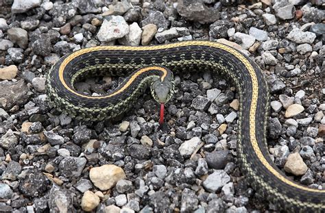 Reflections: Ada Hayden Heritage Park: March 26, 2016: Plains Garter Snake