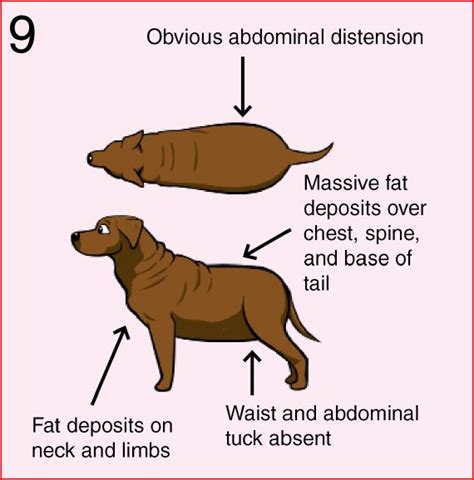 12 Simple Ways to Help Your Dog Lose Weight | Chasing Dog Tales