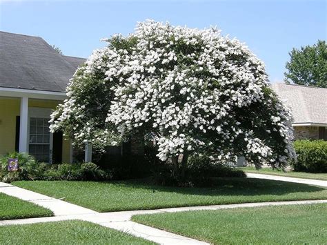 White Crepe Myrtle Tree Varieties