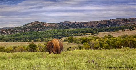 Bison - Dennis Skogsbergh PhotographyDennis Skogsbergh Photography