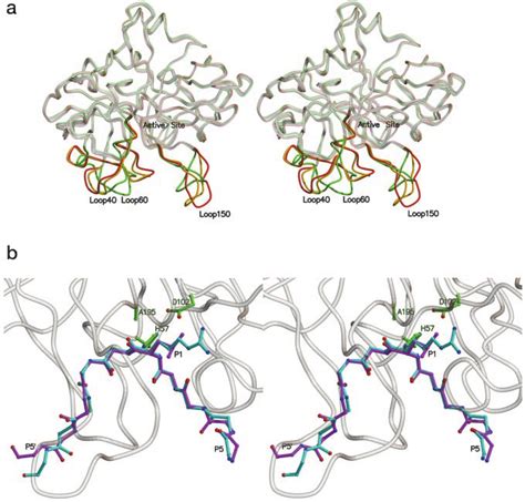 Thrombin and its interactions with inhibitors. a, superposition, in ...