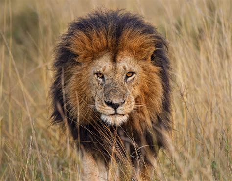 A good gauge of a male lion’s age is the darkness of his mane. The ...