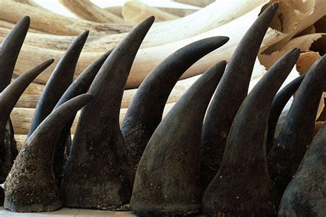 Over R29 million worth of Rhino horn confiscated at airport!