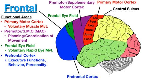 Cortex Of The Brain Diagram