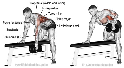 Bent-over dumbbell row instructions and video | Weight Training Guide