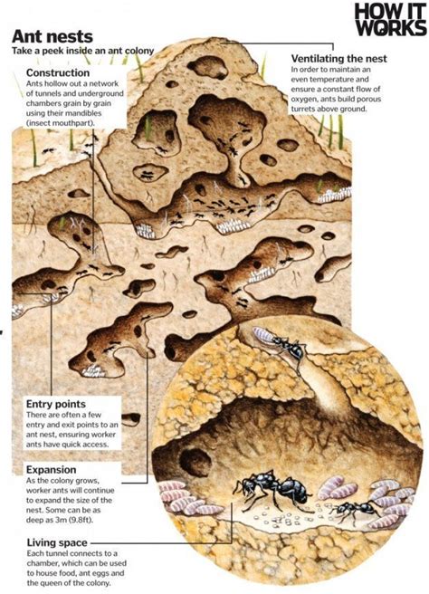 Ant architects: How do ants construct their nests? | Ants, Ant crafts ...