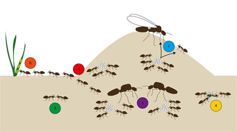 Diagram of a typical ant colony representing the six topics discussed ...