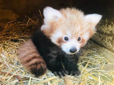 A fluffy baby red panda. : r/aww