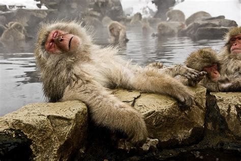 Japanese macaque, Macaca fuscata - New England Primate Conservancy