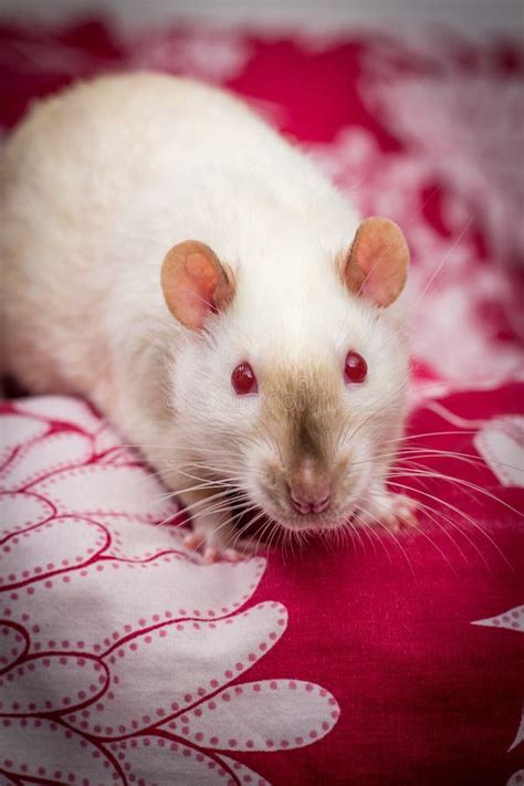 Fancy Pet Siamese Rat stock photo. Image of friendly - 174495332