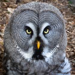 Great Gray Owl Wingspan Affects great grey owls,