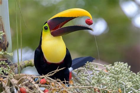 30 Little know & Interesting facts about Toucans bird! - The Light Novel