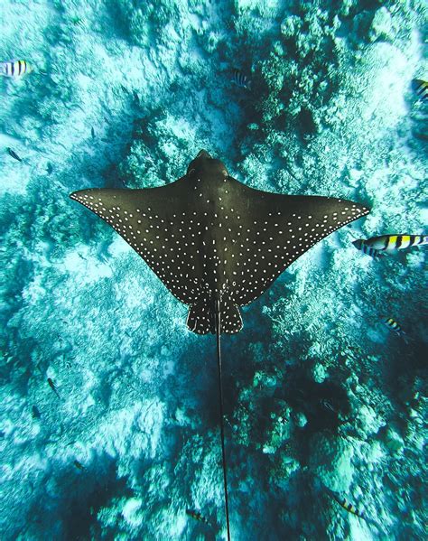 Yucatan's Manta Ray Paradise — Ultra Unlimited