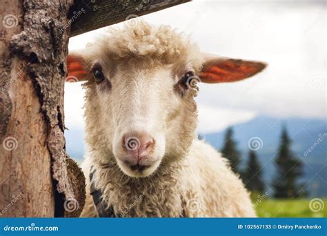 Portrait of Funny Sheep Looking at Camera. Stock Image - Image of ...