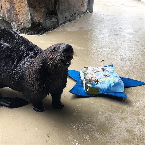 Sea Otter Can't Believe This Cake Is Just for Her — The Daily Otter ...