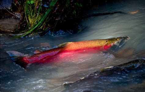 Robin Loznak Photography: Spawning wild Oregon coho salmon