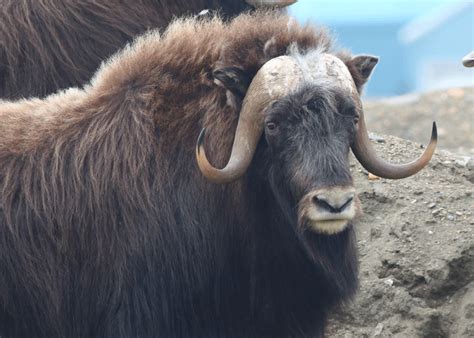 Muskox Identification, Alaska Department of Fish and Game