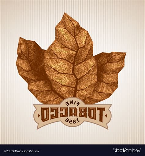 Tobacco Leaf Vector at Vectorified.com | Collection of Tobacco Leaf ...