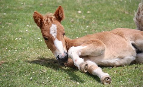 How to treat colic in foals– FullBucket Health