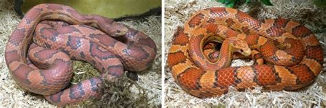 Shedding | ReptiFiles™, LLC