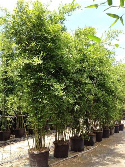 Seabreeze Bamboo | Bambusa Malingensis | Palmco - Wholesale Bamboo, Florida