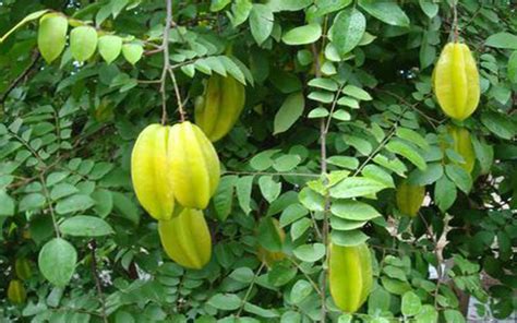 TROPICAL FRUIT TREES CARAMBOLA