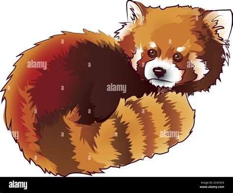 Ilustración Vectorial De Estilo De Dibujos Animados Oso Panda Rojo ...